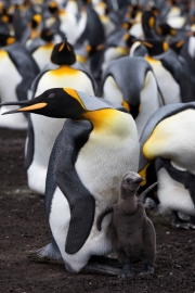 King penguin, East Falkland
