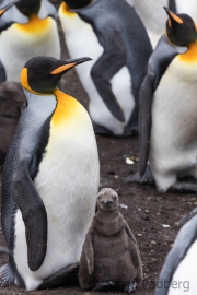King penguin, East Falkland