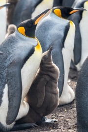 King penguin, East Falkland