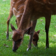 Sitatunga;Tragelaphus spekii;Sumpfantilope