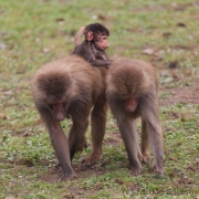 Hamadryas baboon, Osnabrück Zoo