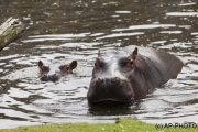 Hippopotamus amphibiu;Hippo
