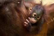 Orangutan, Krefeld Zoo