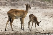 Kobus megaceros; Nile lechwe