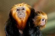 Golden-headed lion tamarin, Wuppertal Zoo