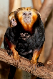 Golden-headed lion tamarin, Wuppertal Zoo