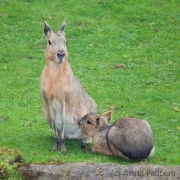 Maras, Wuppertal Zoo