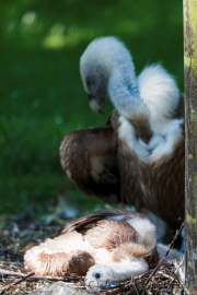 Gänsegeier;Gyps fulvus