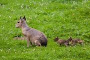 Mara, Wuppertal Zoo