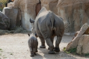 Black rhinoceros, Krefeld Zoo