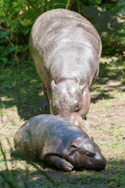 Hippopotamus amphibius, Duisburg Zoo