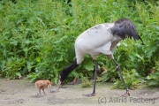 Black-necked crane, Walsrode Vogelpark