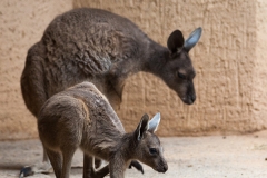 Western grey kangaroo, Basel Zoo