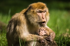Barbary macaque, Rheine Zoo