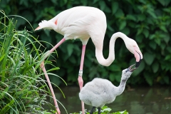 Greater flamingo, Basel Zoo