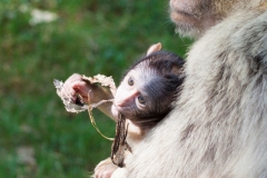 Barbary macaque, Zoo Rheine