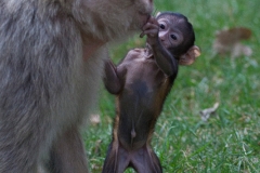 Barbary macaque, Zoo Rheine
