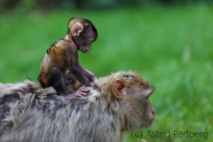 Barbary macaque, Rheine Zoo