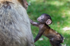 Barbary macaque, Rheine Zoo