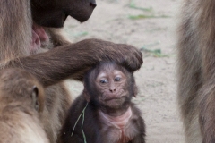 Gelada, Theropithecus gelada, Rheine Zoo
