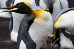 King penguin, East Falkland