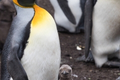 King penguin, East Falkland