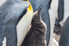 King penguin, East Falkland