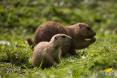 Prairie dogs, Wuppertal Zoo
