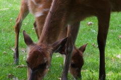 Sitatunga;Tragelaphus spekii;Sumpfantilope