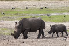 White Rhinoceros; Ceratotherium simum