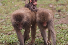 Hamadryas baboon, Osnabrück Zoo