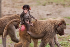 Hamadryas baboon, Osnabrück Zoo