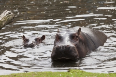 Hippopotamus amphibiu;Hippo