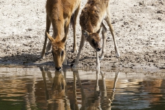 Kobus megaceros; Nile lechwe