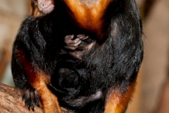 Golden-headed lion tamarin, Wuppertal Zoo