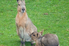 Maras, Wuppertal Zoo
