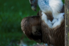 Gänsegeier;Gyps fulvus