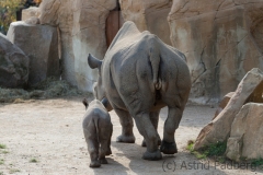 Black rhinoceros, Krefeld Zoo