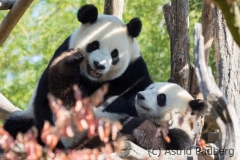 Giant panda (Pairi Daisa (B)