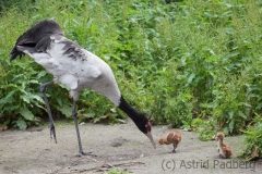 Black-necked crane, Walsrode Vogelpark