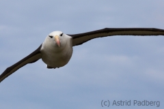 Saunders, The Roockery