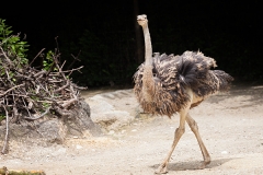 Common ostrich, Basel Zoo