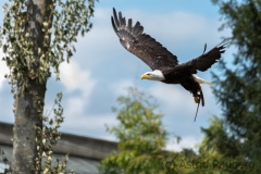 American eagle, bald eagle, Pairi Daisa (B)