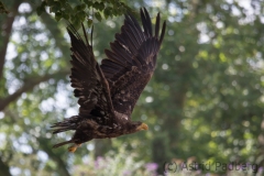 Eagle, Pairi Daisa (B)
