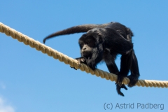 Black howler monkey, Pairi Daisa (B)