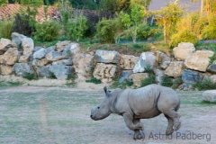 Square-lipped rhinoceros, White Rhinoceros, Pairi Daisa (B)