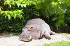 Hippopotamus amphibius, Basel Zoo
