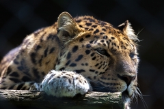 Schneeleopard; snow leopard; Panthera uncia syn. Uncia uncia