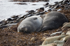 Sea Lion Island