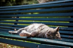 Katze